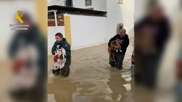 Vídeos de los rescates.