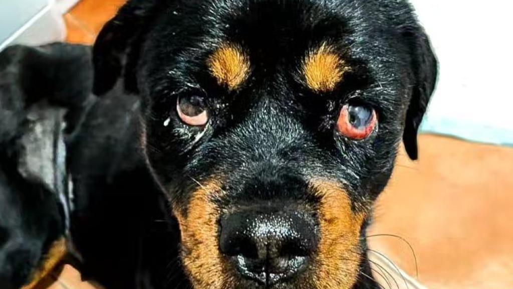 Una imagen de Bronca con los ojos enfermos.