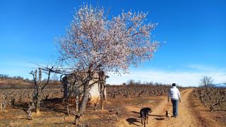 Un hombre camina en una zona de almendros en Castilla y León