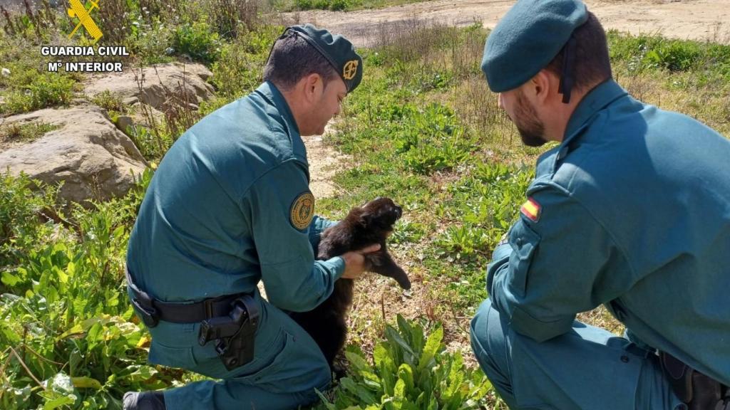 Imagen de archivo del Seprona