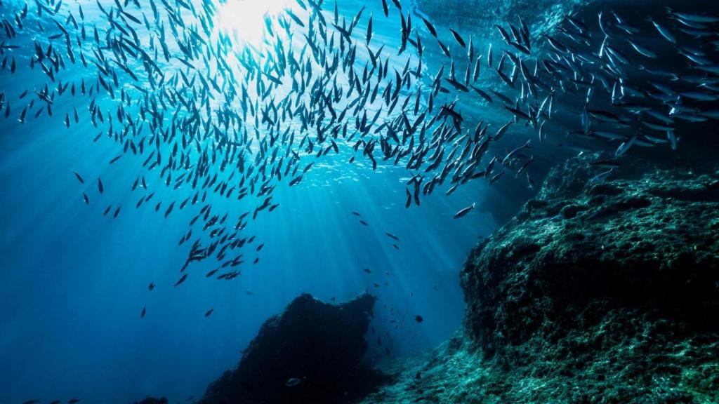 El ser vivo más grande del océano mide 34 metros, tiene más de tres siglos y está en Oceanía.