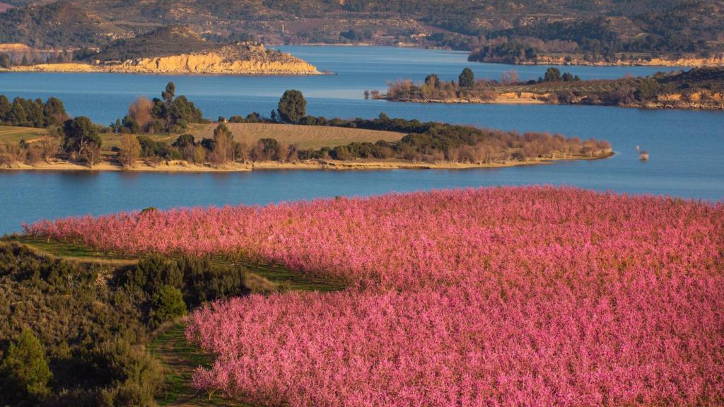 Los cerezos en flor en Caspe, en una imagen es propiedad de Comarca Bajo Aragón-Caspe/Baix Aragó-Casp.