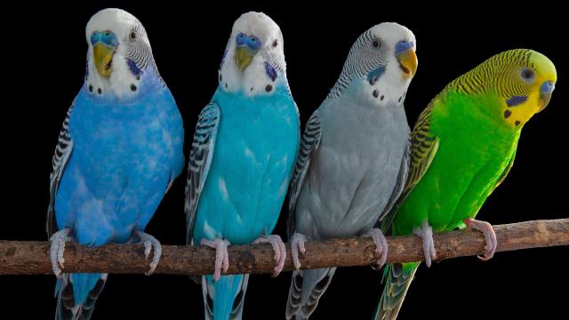 Los periquitos, una especie muy social, utilizan vocalizaciones flexibles para comunicarse entre sí.