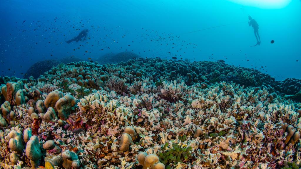 Buzos de Pristine Seas de National Geographic miden el arrecife de coral más grande del mundo que encontraron en las Islas Salomón.