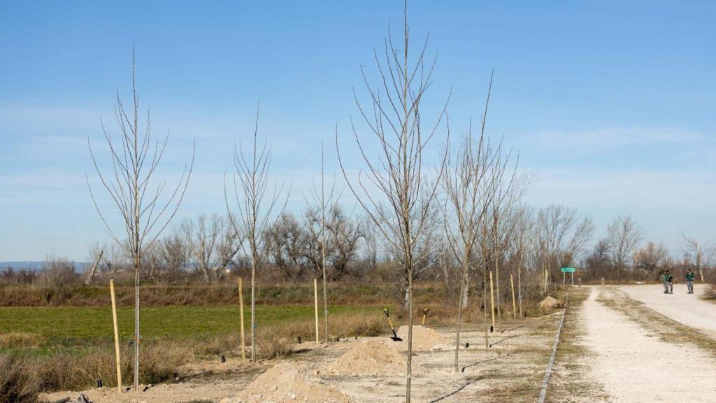 Plantaciones en La Cartuja.