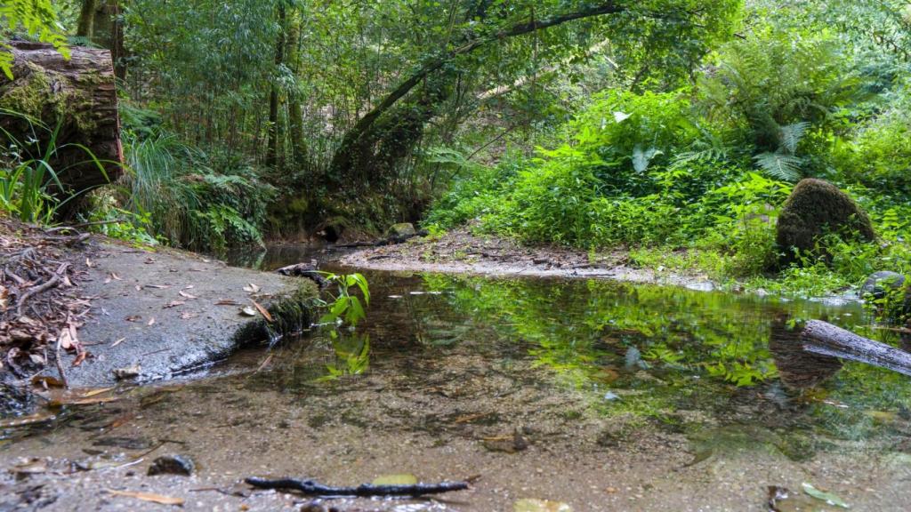 Bosque de Aldán en Cangas do Morrazo (Pontevedra).