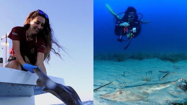 La investigadora María Pozo-Montoro, en dos imágenes investigando ejemplares de 'tiburón guitarra'.