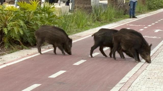 Los jabalíes paseando por el Parque de Málaga.