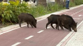 Los jabalíes paseando por el Parque de Málaga.