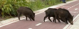 Los jabalíes paseando por el Parque de Málaga.