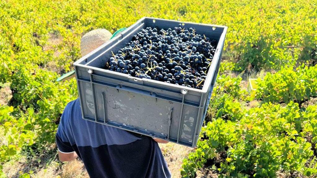 La vendimia es una de las recogidas que más mano de obra emplea en Castilla-La Mancha.