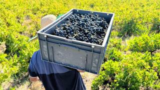 Vendimia manual en Aníbal de Otero.