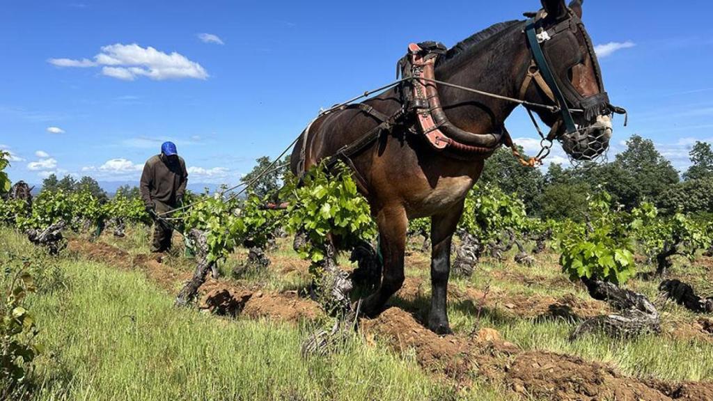 Arado de tracción animal en Aníbal de Otero.