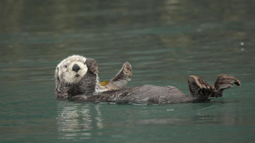 Una nutria marina.