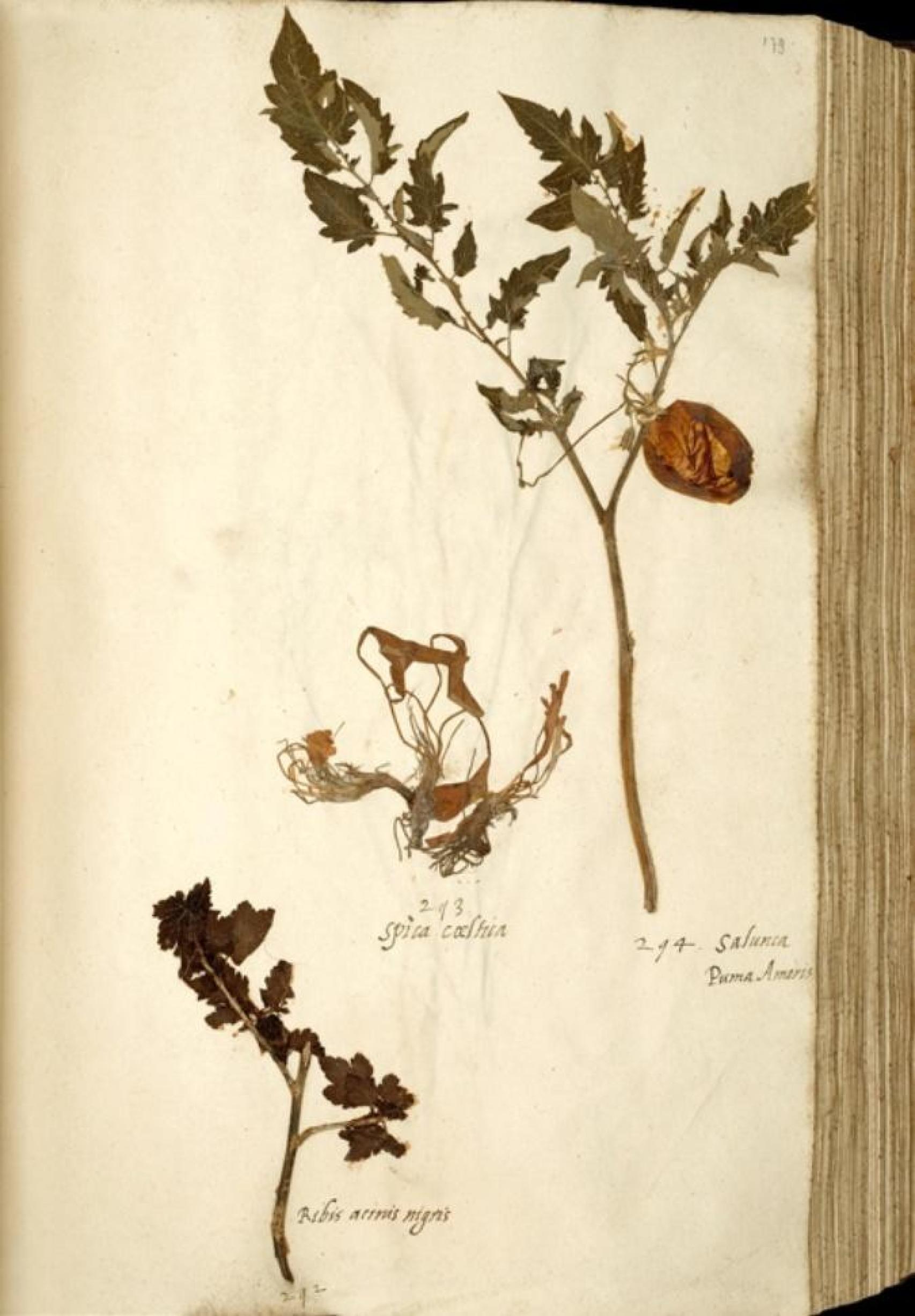 El fruto y las hojas del tomate más antiguos que se conservan, de 1558. https://es.wikipedia.org