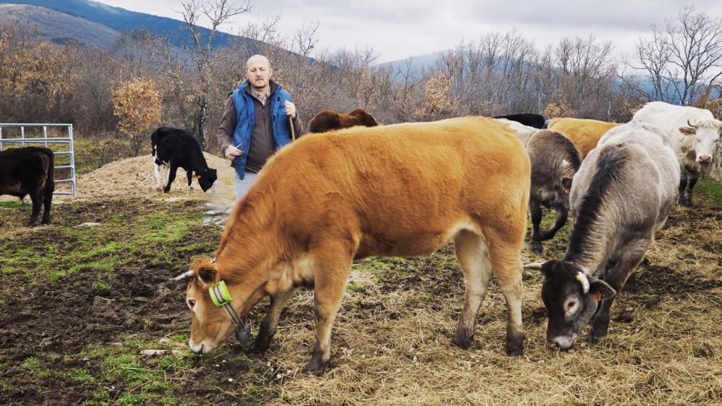 Unas de las vacas de la ganadería de Enrique con el 'cencerro digital' de Digitanimal.