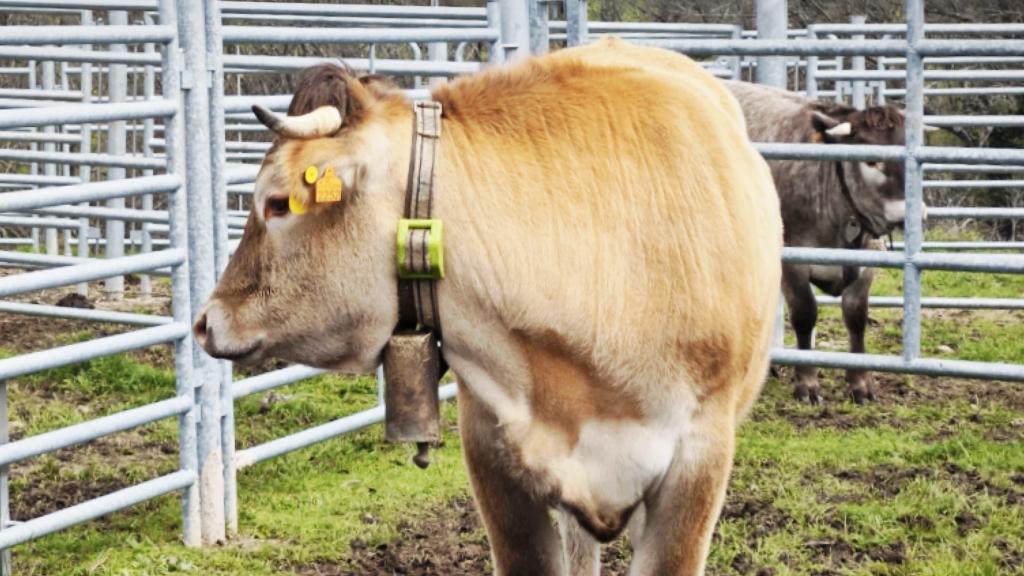 El collar con el GPS con sensores de temperatura y actividad.