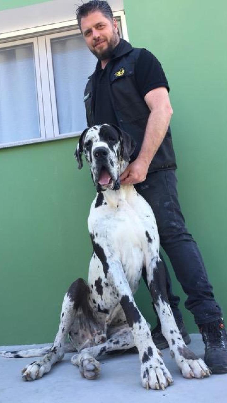 Mariano Chico Millán, director de la escuela canina Cruz de Calatrava.