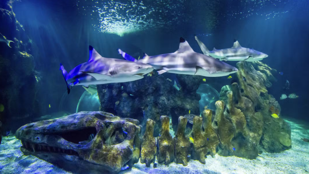 Imagen de archivo de un acuario con tiburones.