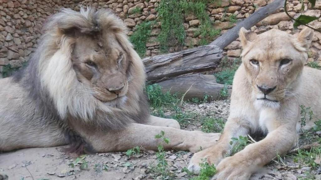 1607079955_tirionelsa