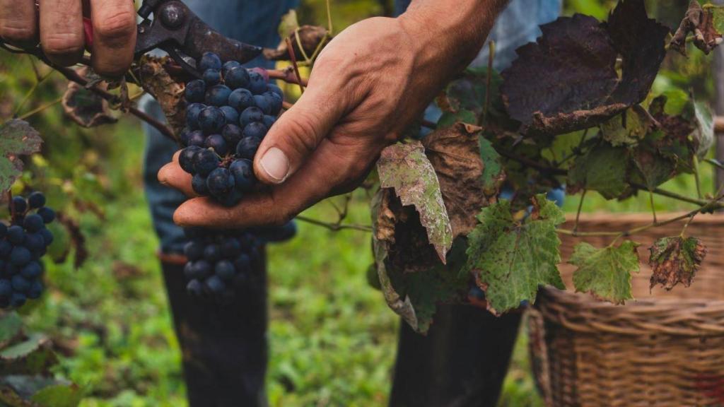 La tradición vinícola en este pueblo es reconocida en todo el estado de California.