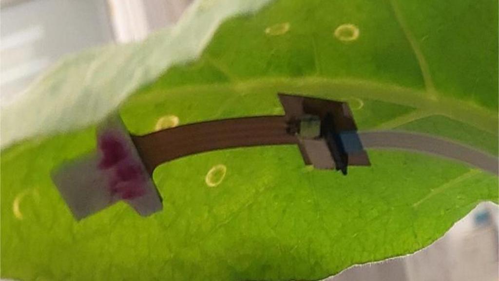 Parche de análisis para plantas