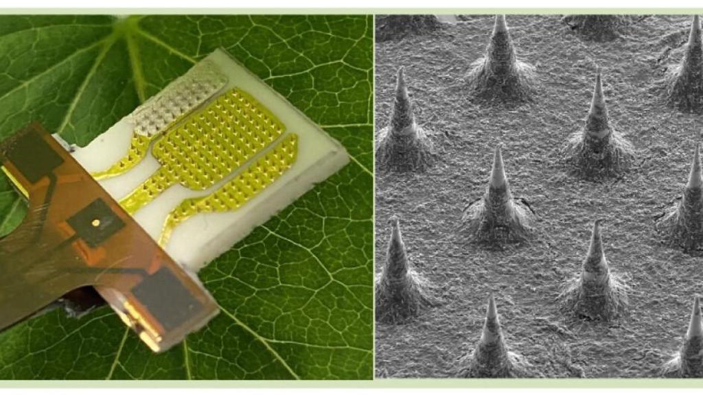 Diseño de parche para analizar el estrés de las plantas