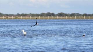 Foto de archivo de las marismas de Doñana.