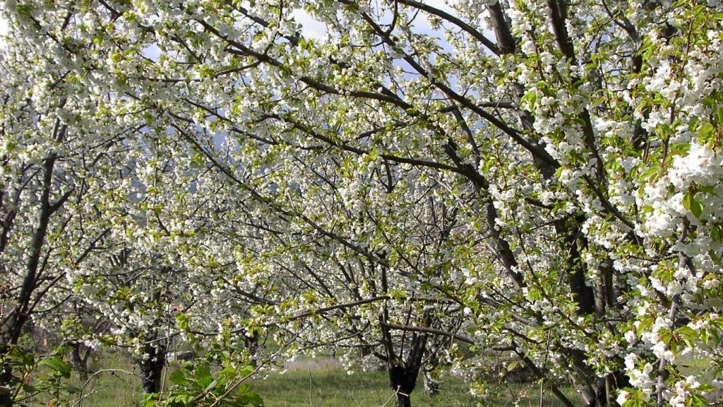 Cerezos en flor en el Valle del Tiétar