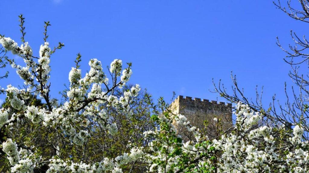 Floración de los cerezos en Corullón