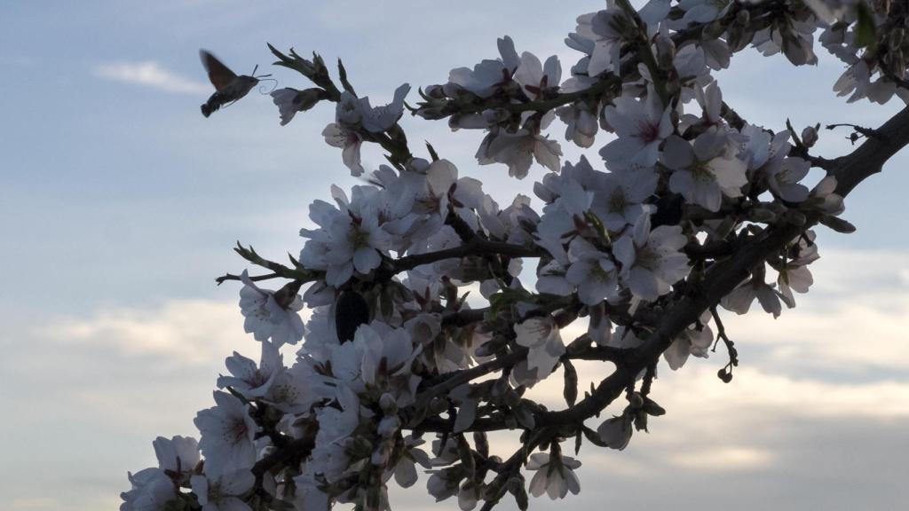 Almendro en flor en La Fregeneda