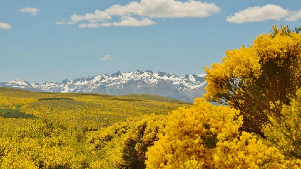 Festival del piorno en flor