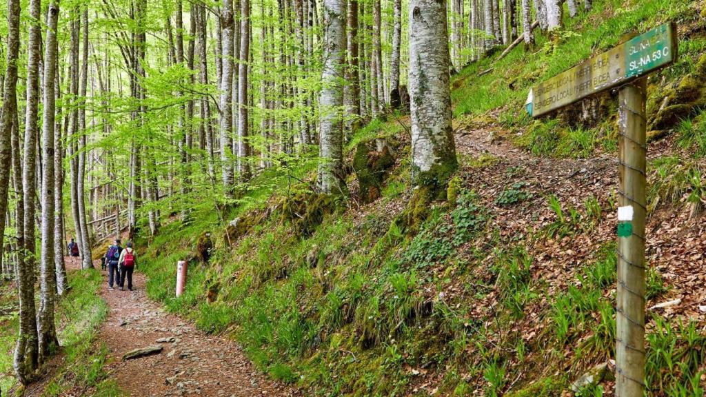 El paraíso escondido en esta selva española: el bosque de hayas que parece sacado de un cuento
