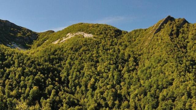 El bosque prohibido del norte de España: una reserva protegida a la que solo entran 20 personas al día