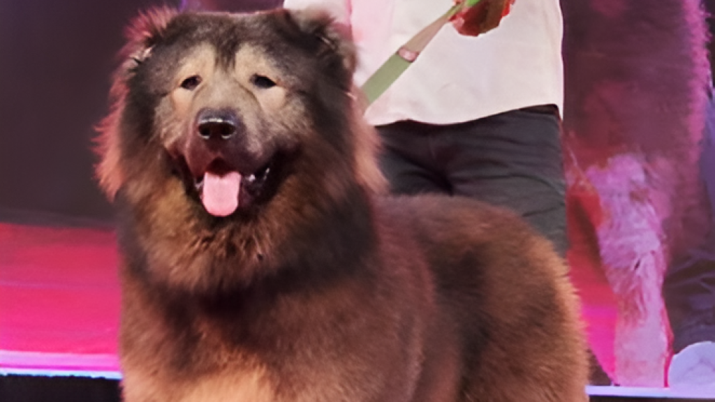 Cadabomb Okami, el perro más caro del mundo.