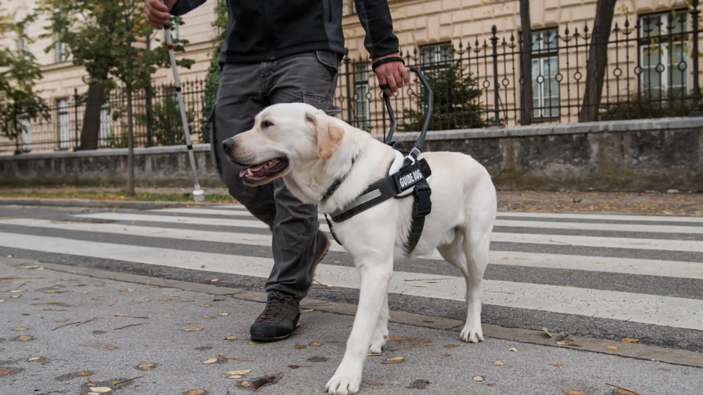 Perro guía.
