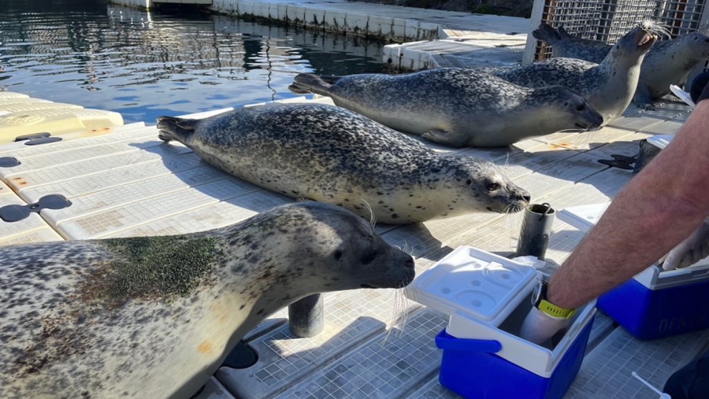 Focas del Aquarium de A Coruña