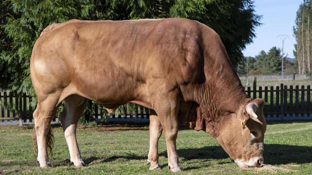 Vaca de Raza Gallega Rubia