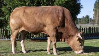 Vaca de Raza Gallega Rubia