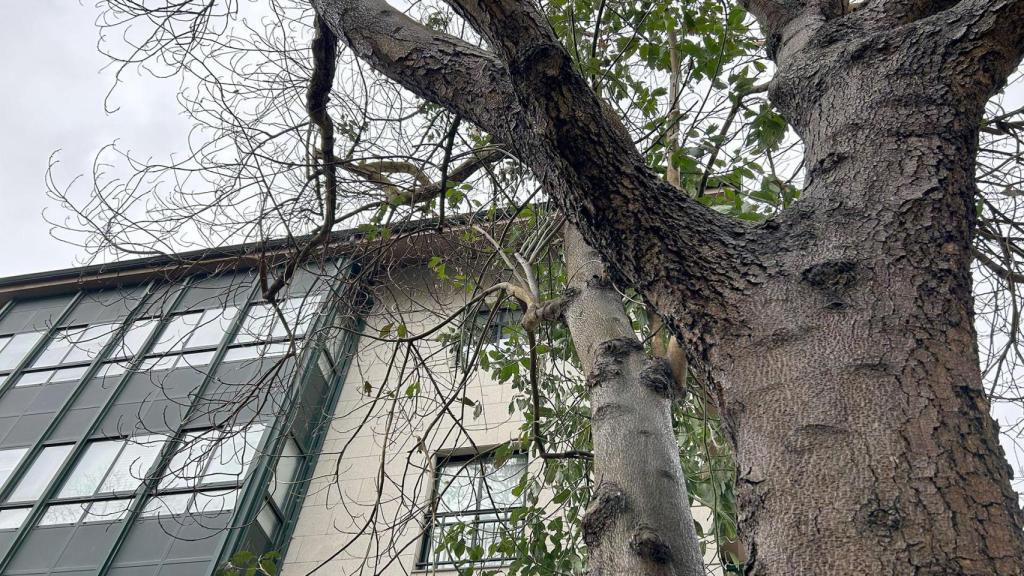 El aguacatero dañado.