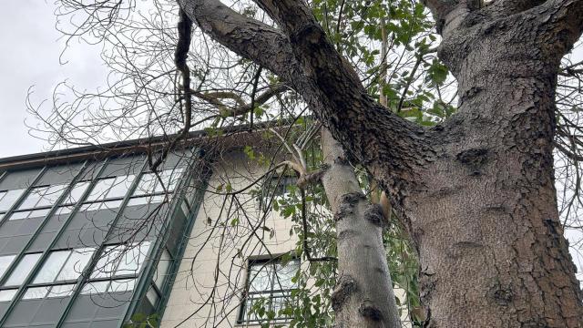 El aguacatero dañado.