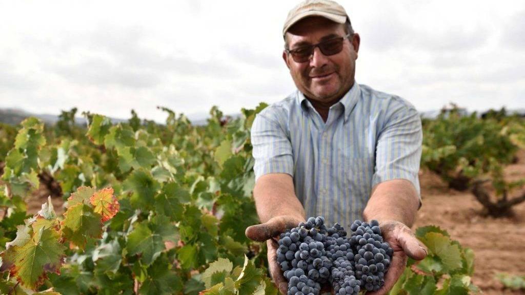 Viñedos de Bodegas Pinoso.