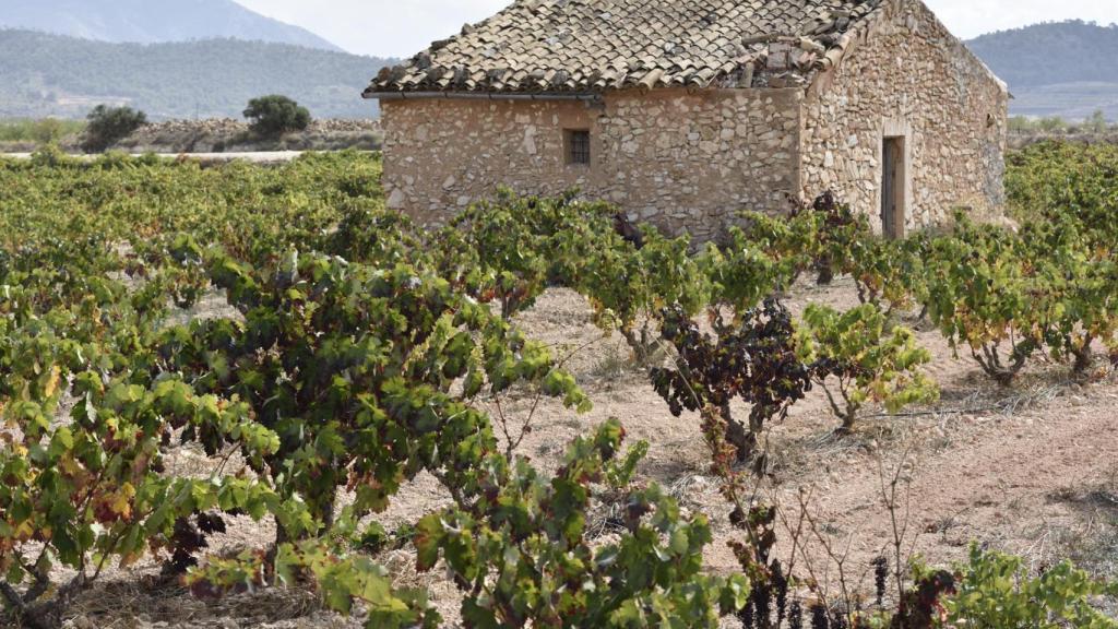 Viñedos de Bodegas Pinoso.