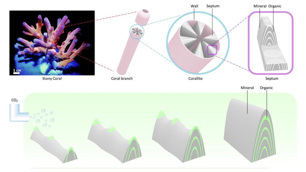 Diagramas del equipo de investigación sobre el nuevo material