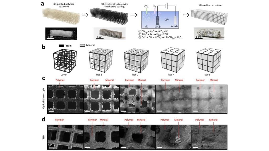 El nuevo material que copia las estructuras de los corales