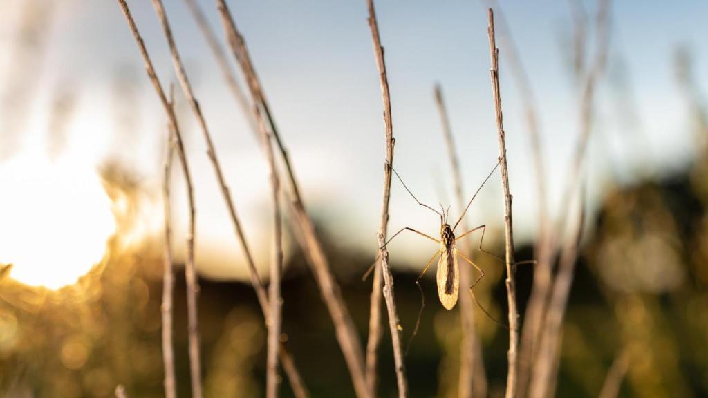 El mosquito Culex, transmisor del Virus del Nilo.
