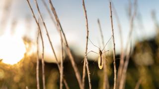 El mosquito Culex, transmisor del Virus del Nilo.