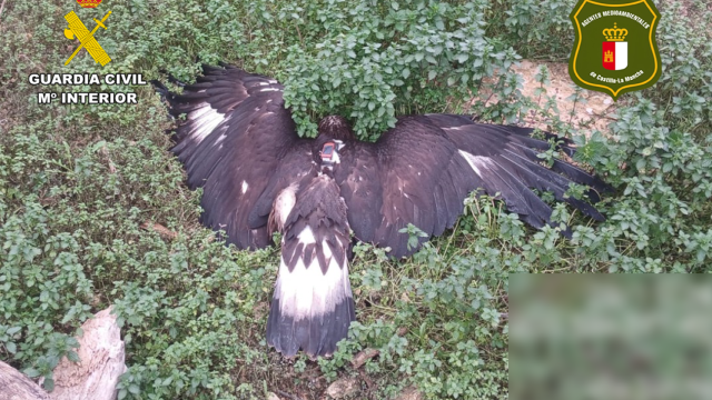 El ejemplar de águila real que murió envenenado en Albacete.