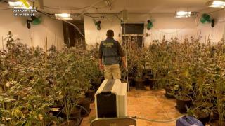 Cae una banda con una plantación de marihuana oculta en una urbanización de San Vicente