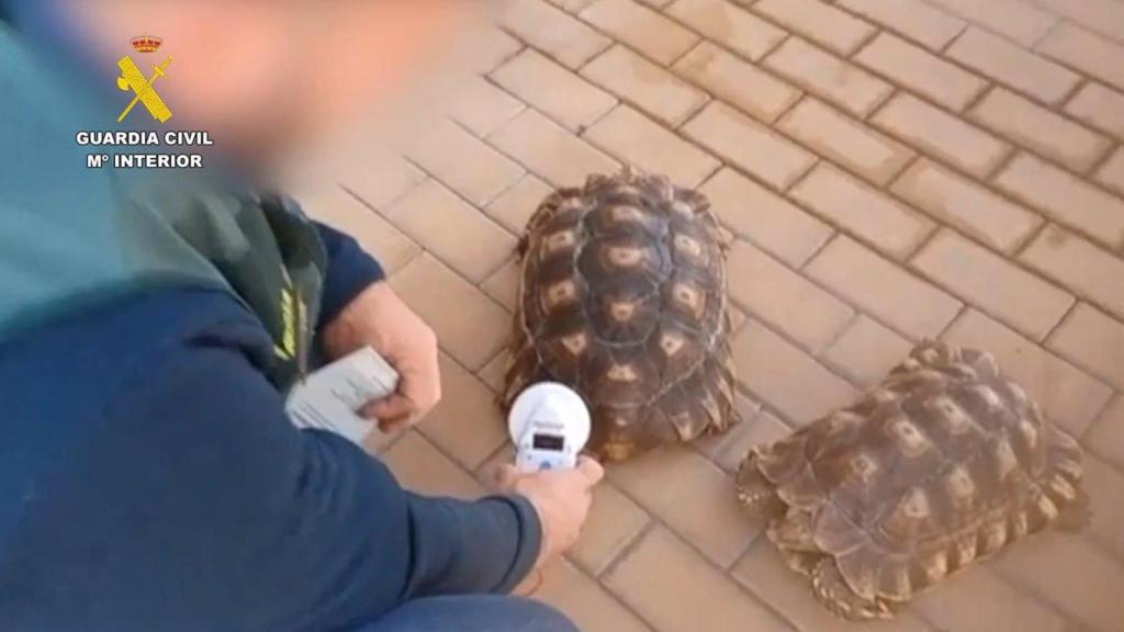 Dos de las especies intervenidas.